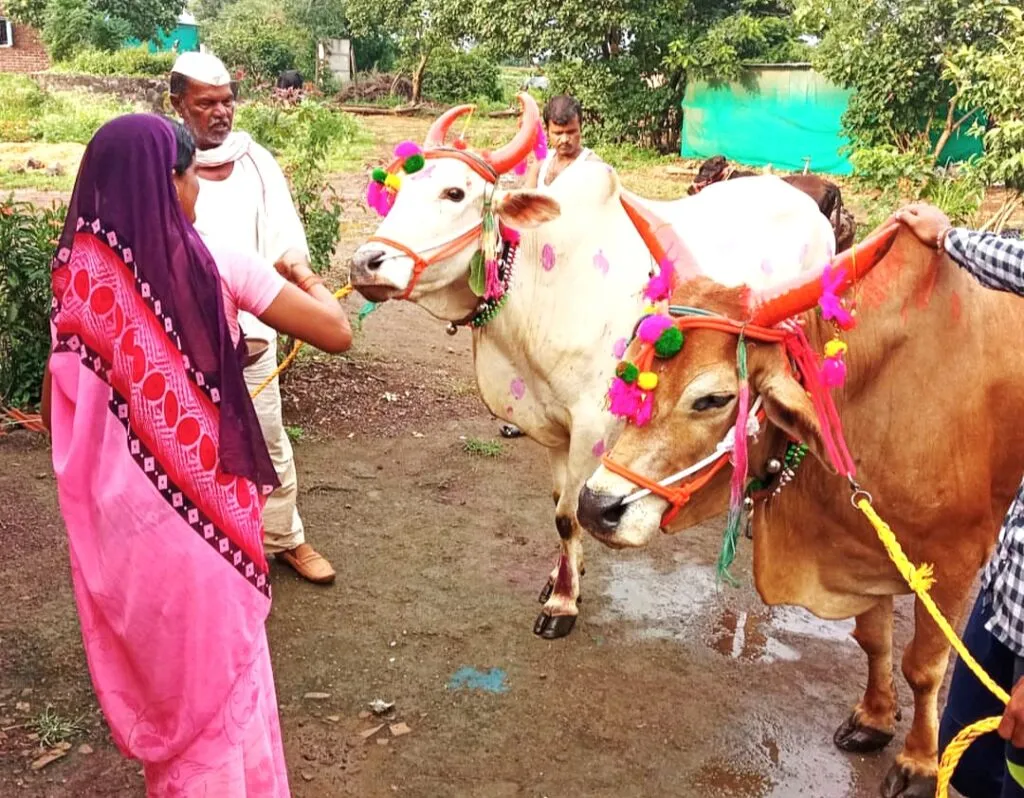 पोला महोत्सव